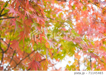 赤色に染まり始めたモミジ 赤色に染まり始めたモミジ 71145465