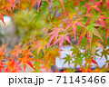 赤色に染まり始めたモミジ 71145466