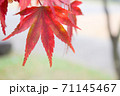 赤色に染まったモミジ 71145467