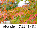 赤色に染まり始めたモミジ 71145468