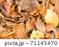 枯れて落ちた茶色い葉　秋素材 71145470