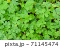 三つ葉　小さな植物 71145474