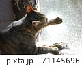 日向ぼっこしながら毛繕いする猫 71145696
