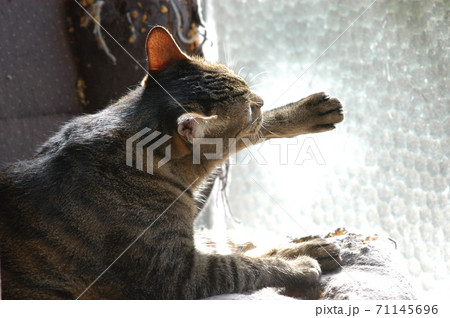 日向ぼっこしながら毛繕いする猫 71145696