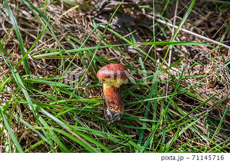 森の美味しいキノコ ハナイグチ 森の美味しいキノコ ハナイグチ 71145716