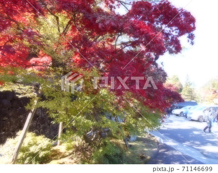 紅葉 紅葉 71146699