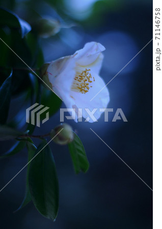 冬の花（椿） 71146758
