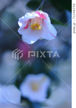 冬の花:ツバキ 冬の花:ツバキ 71146759