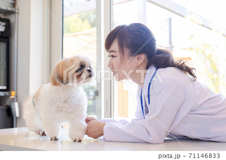 獣医さんと犬 獣医さんと犬 71146833