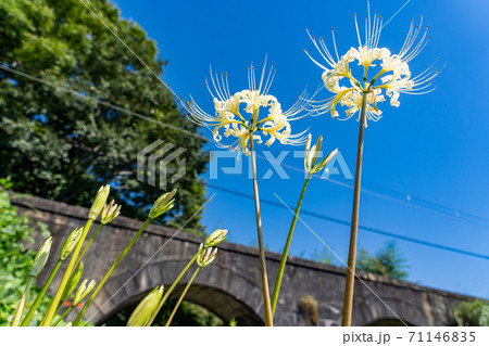 三重県いなべ市　北勢線のめがね橋と白い彼岸花 71146835