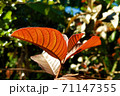 The red young shoots of the guava species are red 71147355