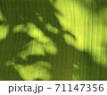 Light and shadow on banana leaves 71147356