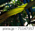 Young leaves of palm trees in the forest When exposed to sunlight 71147357