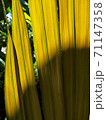 Young leaves of palm trees in the forest When exposed to sunlight 71147358
