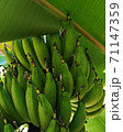 Raw bananas that have not been harvested 71147359
