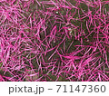 Pink pollen falls on the cement floor. 71147360