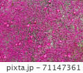 Pink pollen falls on the cement floor. 71147361