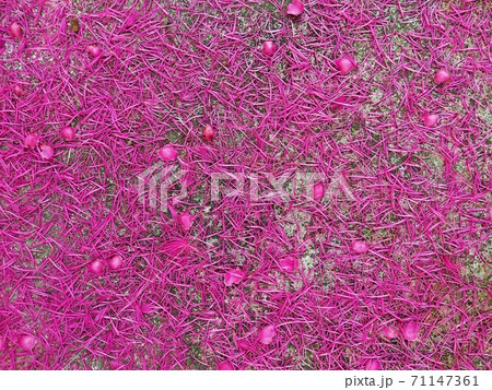Pink pollen falls on the cement floor. Pink pollen falls on the cement floor. 71147361