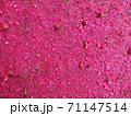 Pink pollen falls on the cement floor. 71147514