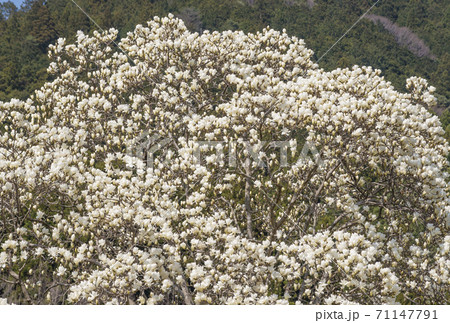 白木蓮の巨木 マグノリア 春の花 白い花 イメージ素材の写真素材