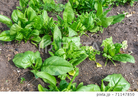 Organic gardening, spinach in a vegetable garden, growing organic plants 71147850