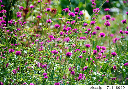 咲き乱れる千日紅（ファイヤーワークス） 71148040