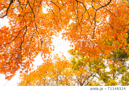 (山梨県)御坂山地稜線の紅葉 (山梨県)御坂山地稜線の紅葉 71148324