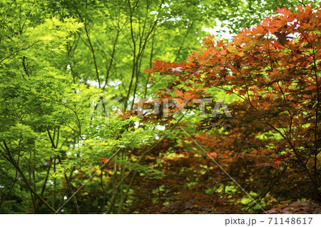 みかど渓谷の紅葉 71148617