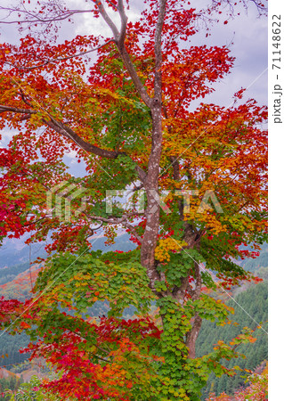比婆山中腹の紅葉、一本の木でこれだけカラフル 比婆山中腹の紅葉、一本の木でこれだけカラフル 71148622