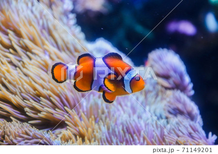 イソギンチャクとカクレクマノミ イソギンチャクとカクレクマノミ 71149201