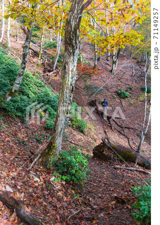 紅葉の武奈ヶ岳 登山道の風景 紅葉の武奈ヶ岳 登山道の風景 71149257