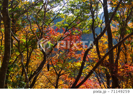 紅葉の武奈ヶ岳 登山道の風景 紅葉の武奈ヶ岳 登山道の風景 71149259