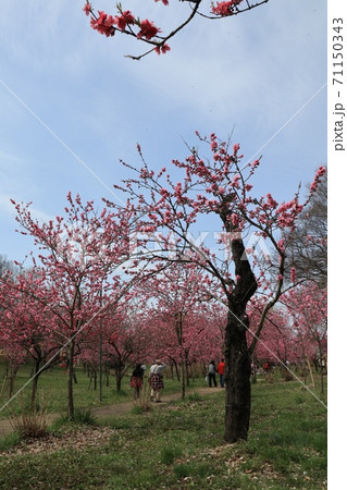 茨城県古河市公方公園の花桃の花 茨城県古河市公方公園の花桃の花 71150343