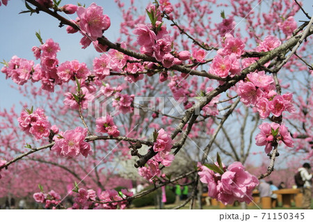 茨城県古河市公方公園の花桃の花 茨城県古河市公方公園の花桃の花 71150345