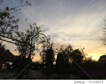 夕焼けガーデン 71150412
