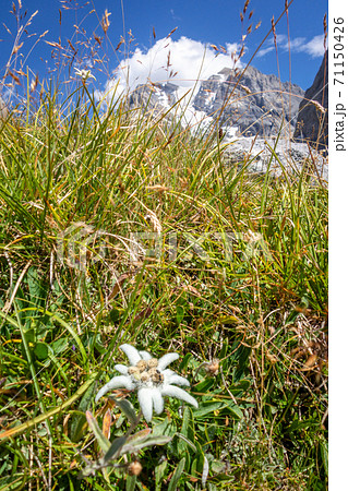 Edelweiss flowers in Vanoise national Park, France 71150426