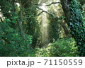 巡礼路で見た木漏れ日 71150559