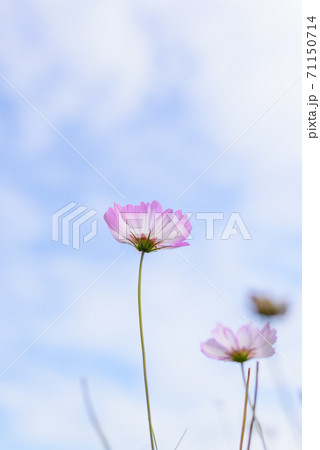 コスモス畑 71150714