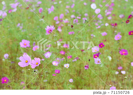 コスモス畑 コスモス畑 71150726