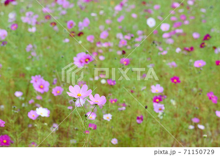 コスモス畑 コスモス畑 71150729