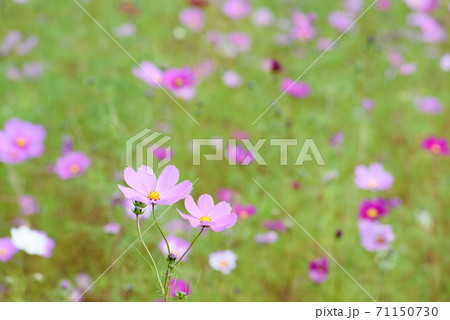 コスモス畑 71150730