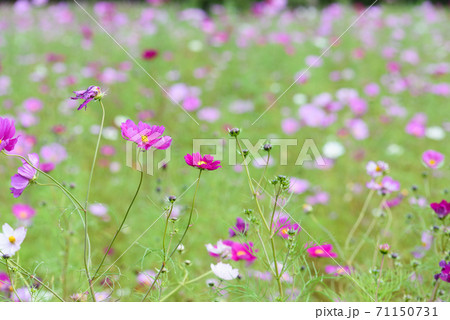 コスモス畑 71150731
