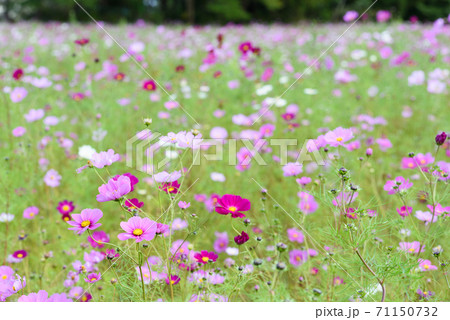 コスモス畑 コスモス畑 71150732