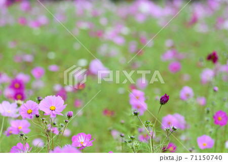 コスモス畑 コスモス畑 71150740