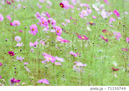 コスモス畑 71150749