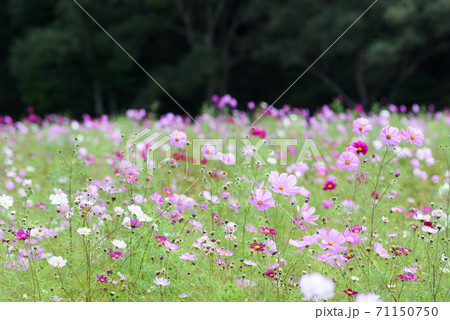 コスモス畑 71150750