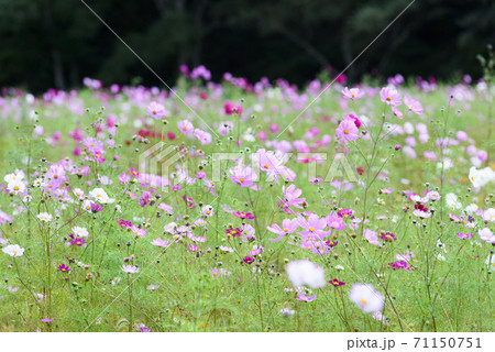 コスモス畑 71150751