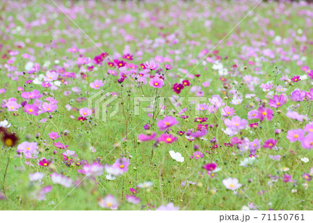 コスモス畑 71150761