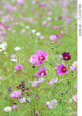 コスモス畑 コスモス畑 71150766