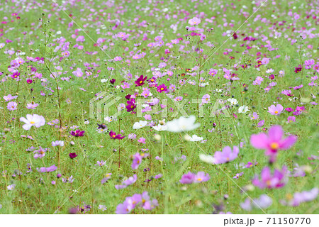 コスモス畑 71150770